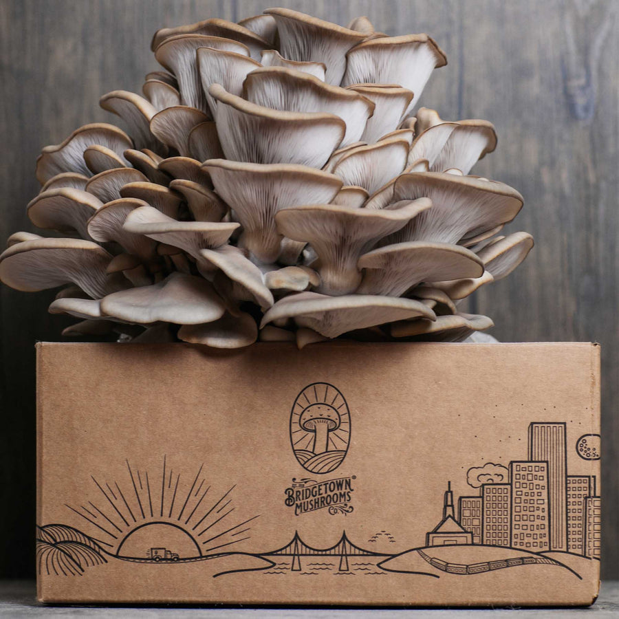 Mushroom Grow Kits - by Bridgetown Mushrooms M3